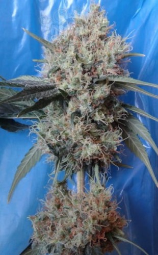 Ace Seeds - Nepal Jam X Kali China