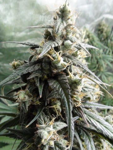 Ace Seeds - Haze X Kali China