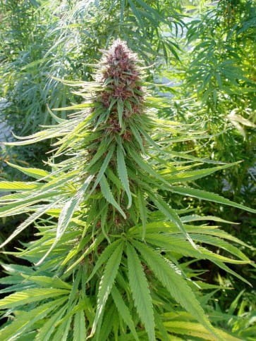 Ace Seeds - Erdpurt