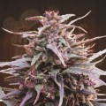 Ace Seeds - Purple Haze X Malawi