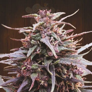 Ace Seeds - Purple Haze X Malawi