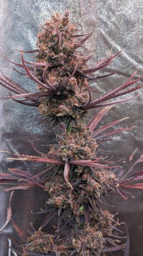 Ace Seeds - Panama Haze
