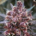 Ace Seeds - Violeta 