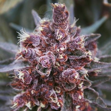 Ace Seeds - Violeta 