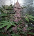 Ace Seeds - Violeta 