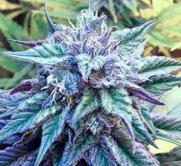 Ace Seeds - Kali China
