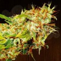 Ace Seeds - Zamaldelica
