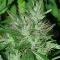 Ace Seeds - Congo