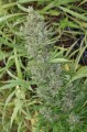 Ace Seeds - Orient Express 
