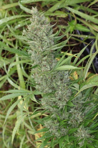 Ace Seeds - Orient Express 