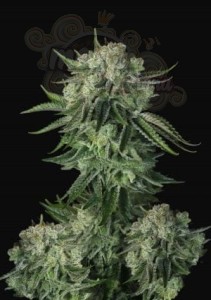 FastBuds - Moby Dick Auto