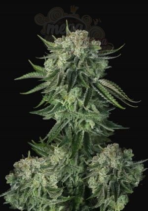 FastBuds - Moby Dick Auto