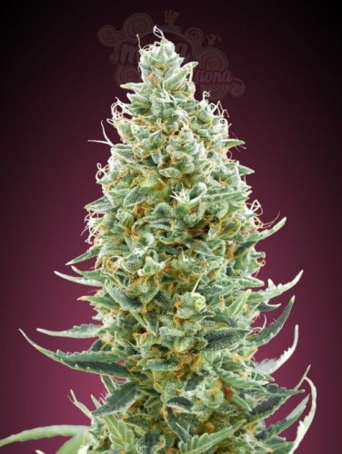 ADVANCED SEEDS - Amnesia FAST