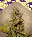 FEMALESEEDS - Blueberry Cheesecake