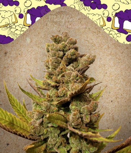 FEMALESEEDS - Blueberry Cheesecake