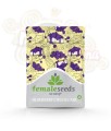 FEMALESEEDS - Blueberry Cheesecake