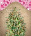 FEMALESEEDS - BubbleGummer