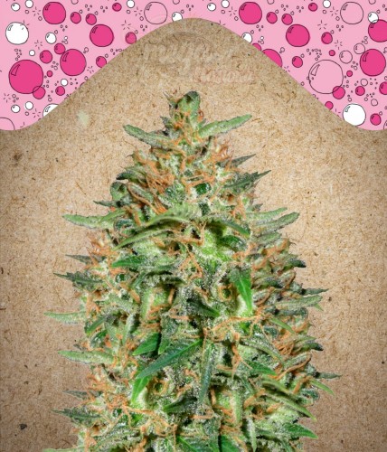 FEMALESEEDS - BubbleGummer