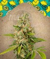 FEMALESEEDS - Lemon Kush