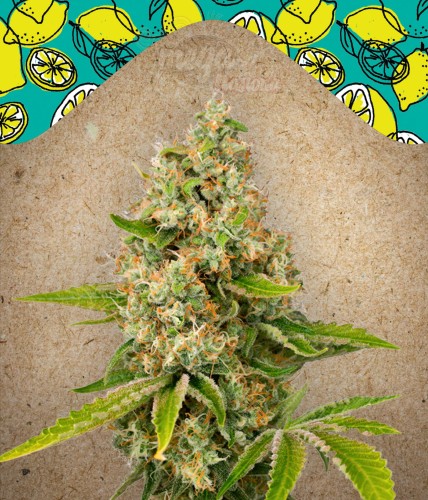 FEMALESEEDS - Lemon Kush