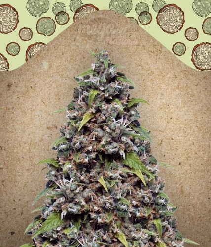 FEMALESEEDS - Pure AK