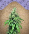 FEMALESEEDS - White Widow x Big Bud