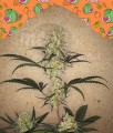 Female Seeds - Grape Amnesia