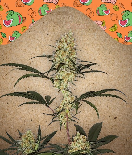 Female Seeds - Grape Amnesia
