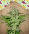 Female Seeds - Mimosa Champagne