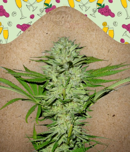 Female Seeds - Mimosa Champagne