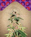 FEMALESEEDS - Red Purps