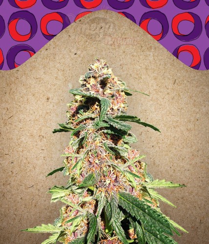 FEMALESEEDS - Red Purps