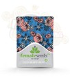 FEMALESEEDS - ICED Grapefruit