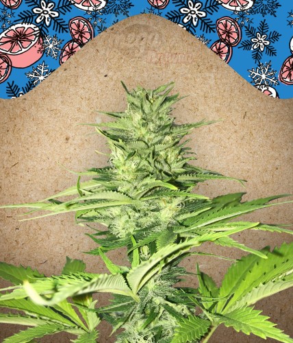 FEMALESEEDS - ICED Grapefruit