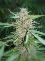 Amnesia Haze