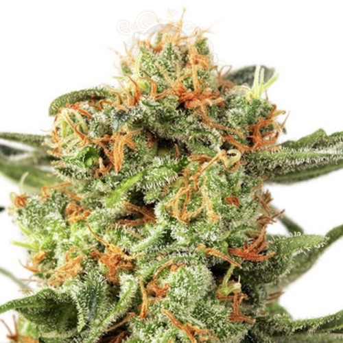 DUTCH PASSION - Orange Hill Special