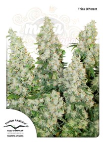 -40% DUTCH PASSION - Auto Think Different 1szt
