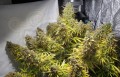 -40% DUTCH PASSION - Auto Think Different 1szt