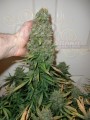 -40% DUTCH PASSION - Auto Think Different 1szt