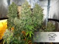 -40% DUTCH PASSION - Auto Think Different 1szt