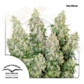 -40% DUTCH PASSION - Auto Think Different 1szt