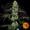 BARNEY'S FARM - Tangerine Dream Auto
