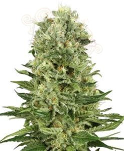 Biological Seeds - Skunk Automatic