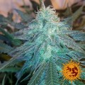 BARNEY'S FARM - Triple Cheese