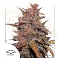 DUTCH PASSION - CBD Blackberry Kush Auto