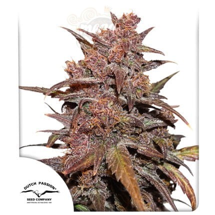 DUTCH PASSION - CBD Blackberry Kush Auto