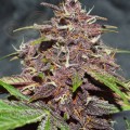 DUTCH PASSION - CBD Blackberry Kush Auto