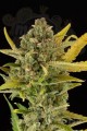 DINAFEM - Critical Cheese Autoflowering