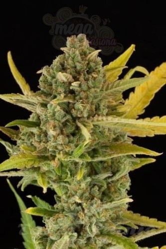 DINAFEM - Critical Cheese Autoflowering