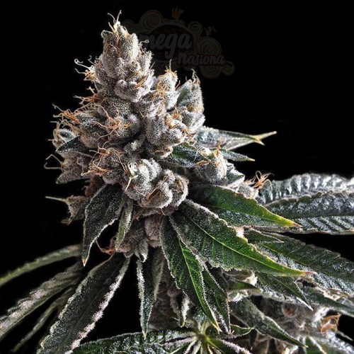 DNA GENETICS - Golden Lemons